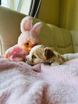 Golddust Yorkshire Terrier, Yorskshire s PP, Jork - 8