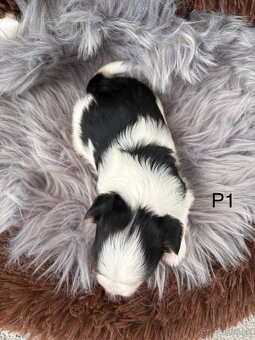 Biewer Yorkshire Terrier - 8