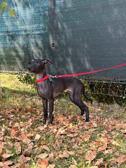 Sučka taliansky chrtik ihned k odberu - 8