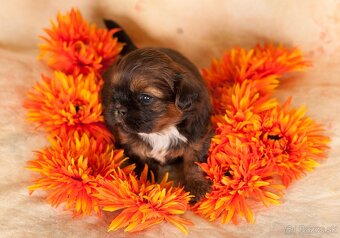 Shih-Tzu štěniatka (shi tzu, si-tzu, shitzu, si-cu) - 8