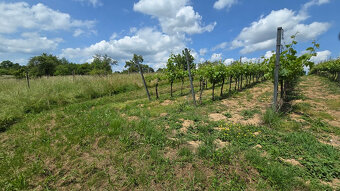 Krásny pozemok s vinicou v Jabloňovciach o výmere 9585 m2 - 8