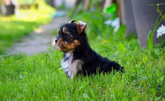 Yorkshirsky terrier mini - 8