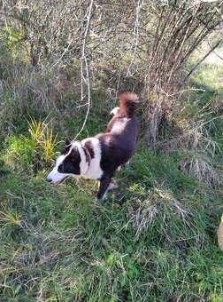 Karelsky Medvedí Pes - 8