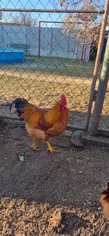 Hempšír na predaj - 8