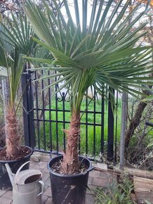 Mrazuvzdorne palmy - Trachycarpus Fortunei - 8