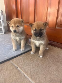 Shiba inu - 8