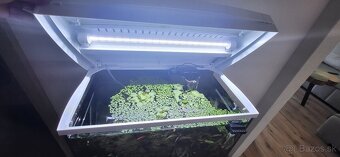Predam aqarium tetra zo všetkym - 8