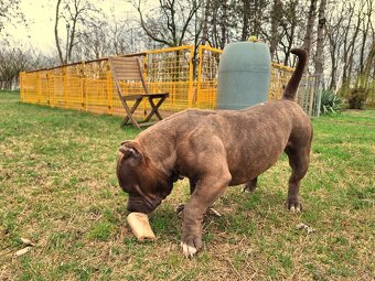 American Bully Pocket - 8