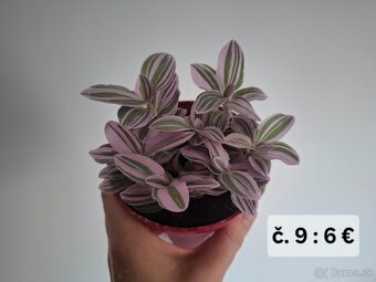 Izbove kvety - 8