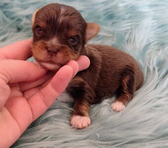 Yorkshire terrier - 8