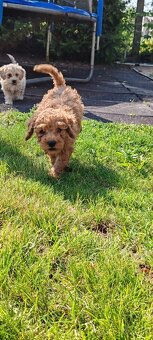 Maltipoo+maltipoo=red maltipoo - 8
