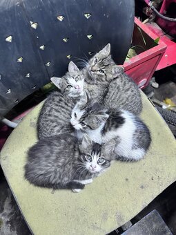 Darujem Mačiatka - 8