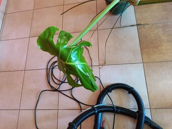 Monstera1, stálozelený izbový kvet - 8