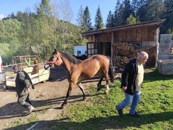 Na predaj ťazna kobyla - 8