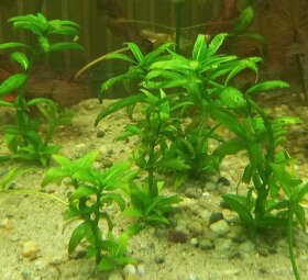 Rastliny do akvária - 8