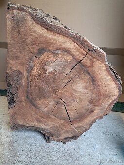 Orechovy kmen drevo - 8