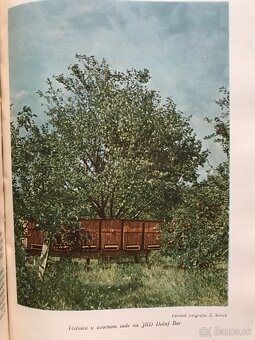 Koloman Novacký: Včelárstvo (1955) - 8