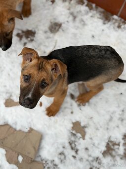 Predám Šteniatka - 8