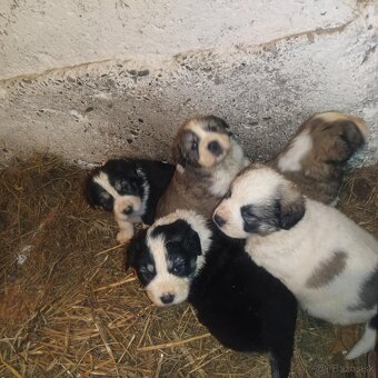 stredoázijský ovčiak - 8