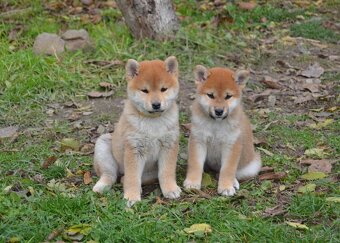 Shiba inu  s PP  /FCI / - 8