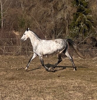 Pripúšťanie Shagya arab - 8