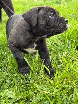 Predam steniatka cane corso - 8
