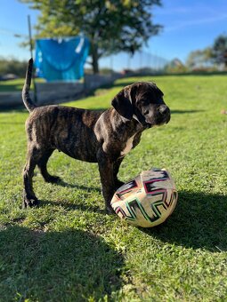 Cane Corso - psík - 8