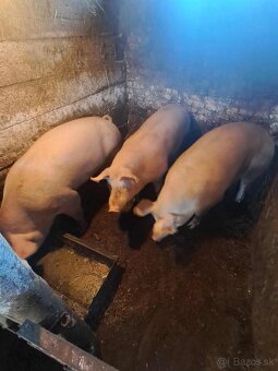 Predam ošípané - 8