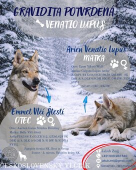 Československý vlčiak s PP - 8