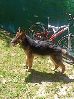 Nemecký ovčiak fenka 13mesiacov - 8