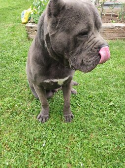 Cane Corso - 8
