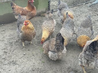 Predám nasadove vajíčka oravka rodobarva - 8