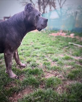 Cane corso s PP - 8