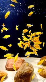 Africke cichlidy malawi - 8