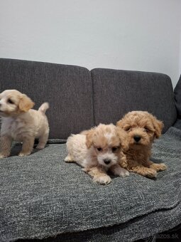 Maltipoo - 8