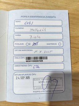 Predám Šteniatko Čistokrvneho Maltezaka - 8