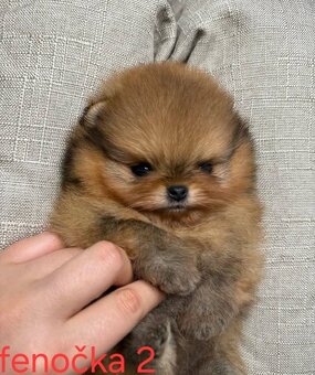 Pomeranian mini Boo - 8