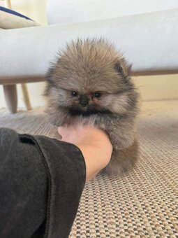 Pomeranian mini - 8
