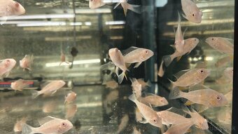 Akara Heckelli albino ,Heckeli - 8