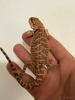 Red Agama bradatá - 8