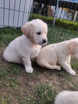 Zlatý retriever - 8