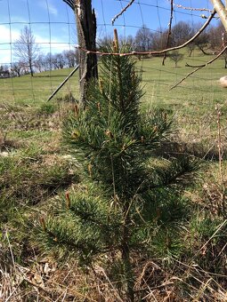 Sibírsky Céder / Pinus Sibirica Stromčeky - 8