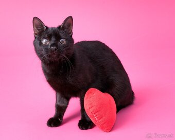 Drobučká mačička Zina - 8