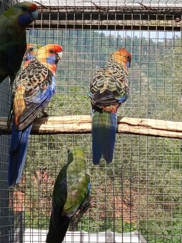 Rozely Adelaidské - 8