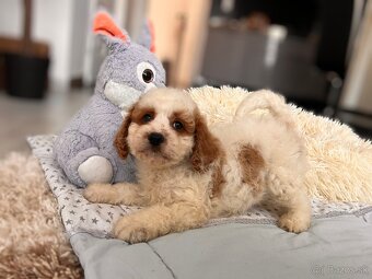 Roztomilé šteniatka Cavapoo - 8