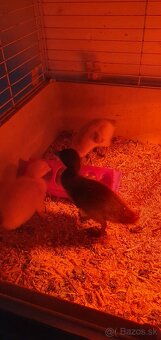 Indické bežce, indický bežec , kačka, kačky - 8