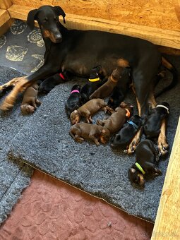 Doberman štenaitka - 8