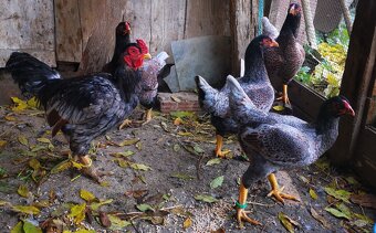 Rezervovane. Predám, vymenim indické Bojovnice - 8