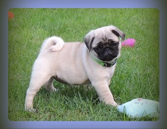 MOPS s PP.FCI. - 8