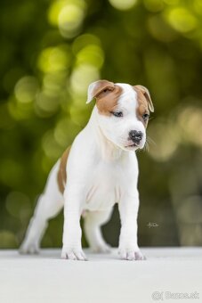 AMERICKÝ STAFORDSHIRSKY TERRIER - 8